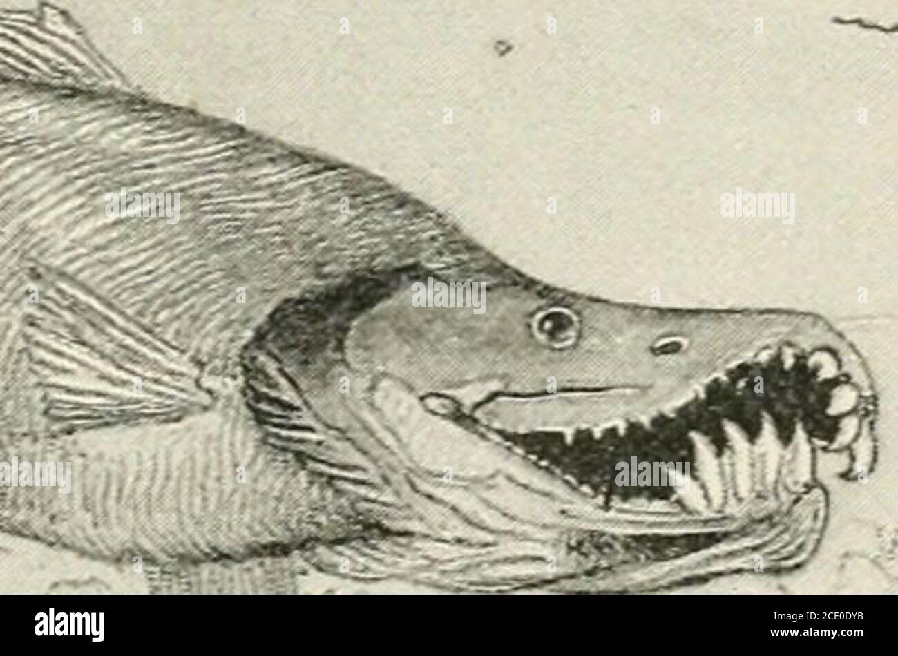 . Shores and Alps of Alaska . t length ofthe king salmon is six feet