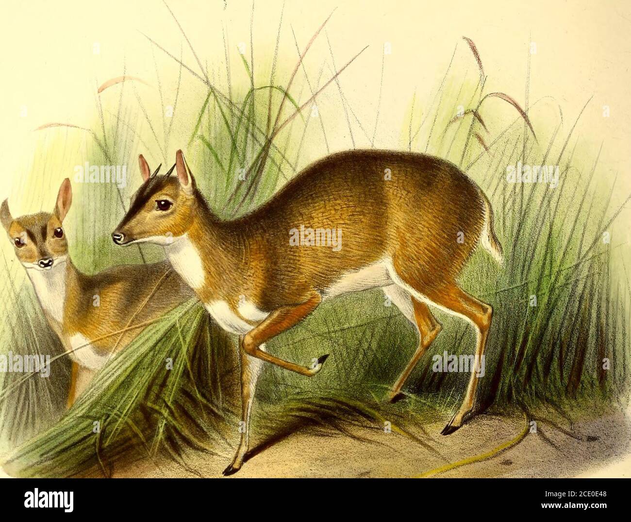 . The book of antelopes . is better to recognize the twospecies as distinct. Dccanber, 1895. 59 Genus V. NEOTRAGUS. Type. Neotragus, H. Sm. GriflF. An. K. v. p. 349 (1827) N, pygm^us. Tragulus, Ogilb. P. Z. S. 1836, p. 138 [nee Pall.) N. PYGMiEus. Minyiragus, Glog. Naturg. p. 154 (1841) N. pygm^us. Spinigera, Less. N. Tabl. R. A., Mamm. p. 178 (1842) N. pygm^us. Nanotragus, Sxind. Pecora^ K. Vet.-Ak. Handl. 1844, p. 191 (1846) . N. pygm^us. Size very small. No auricular glands nor accessory hoofs. Tail of medianlength. Skull with its muzzle unusually well ossified, so that there are no ante-or Stock Photo