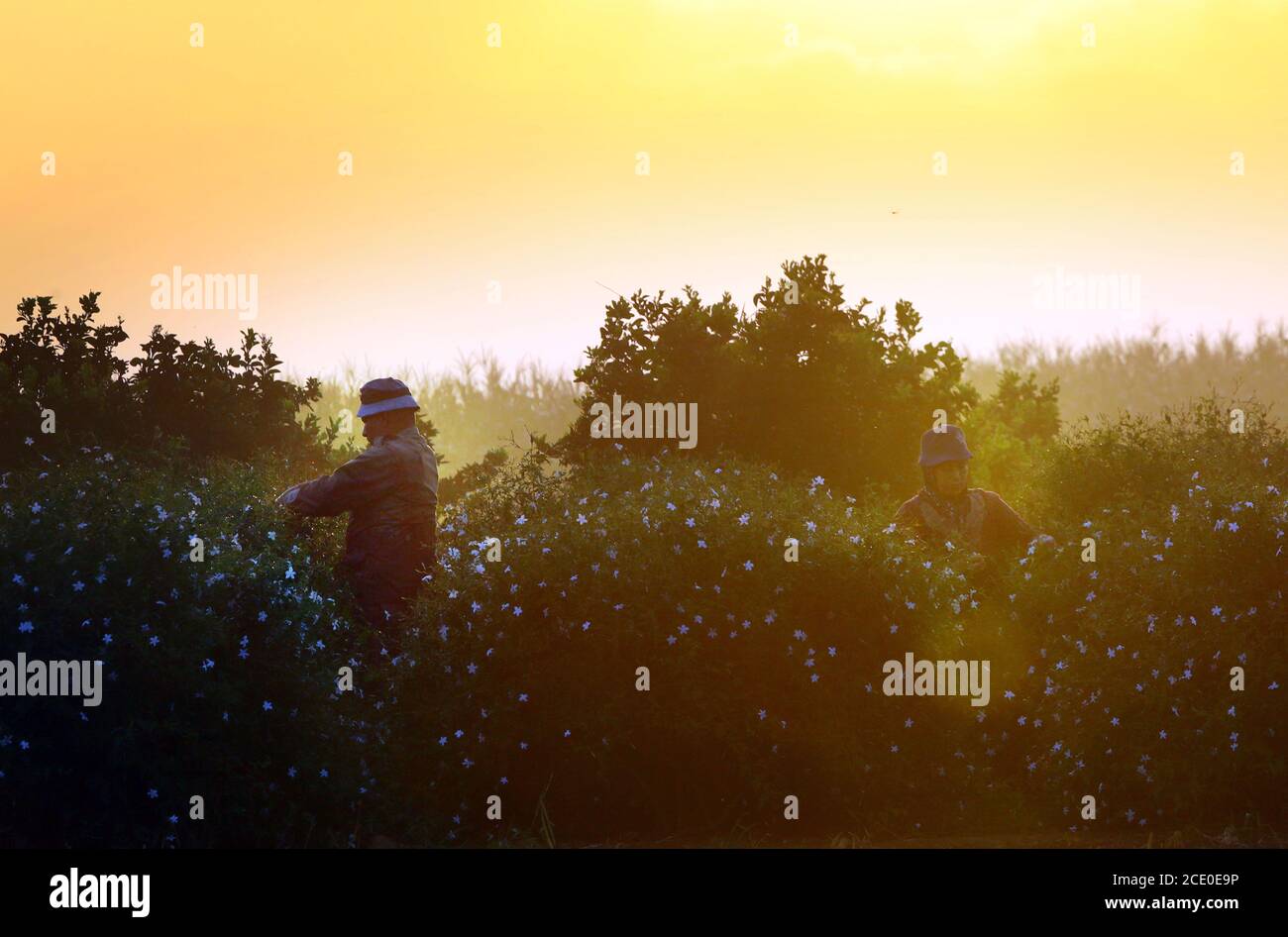 Jasmine flowers egypt hires stock photography and images Alamy