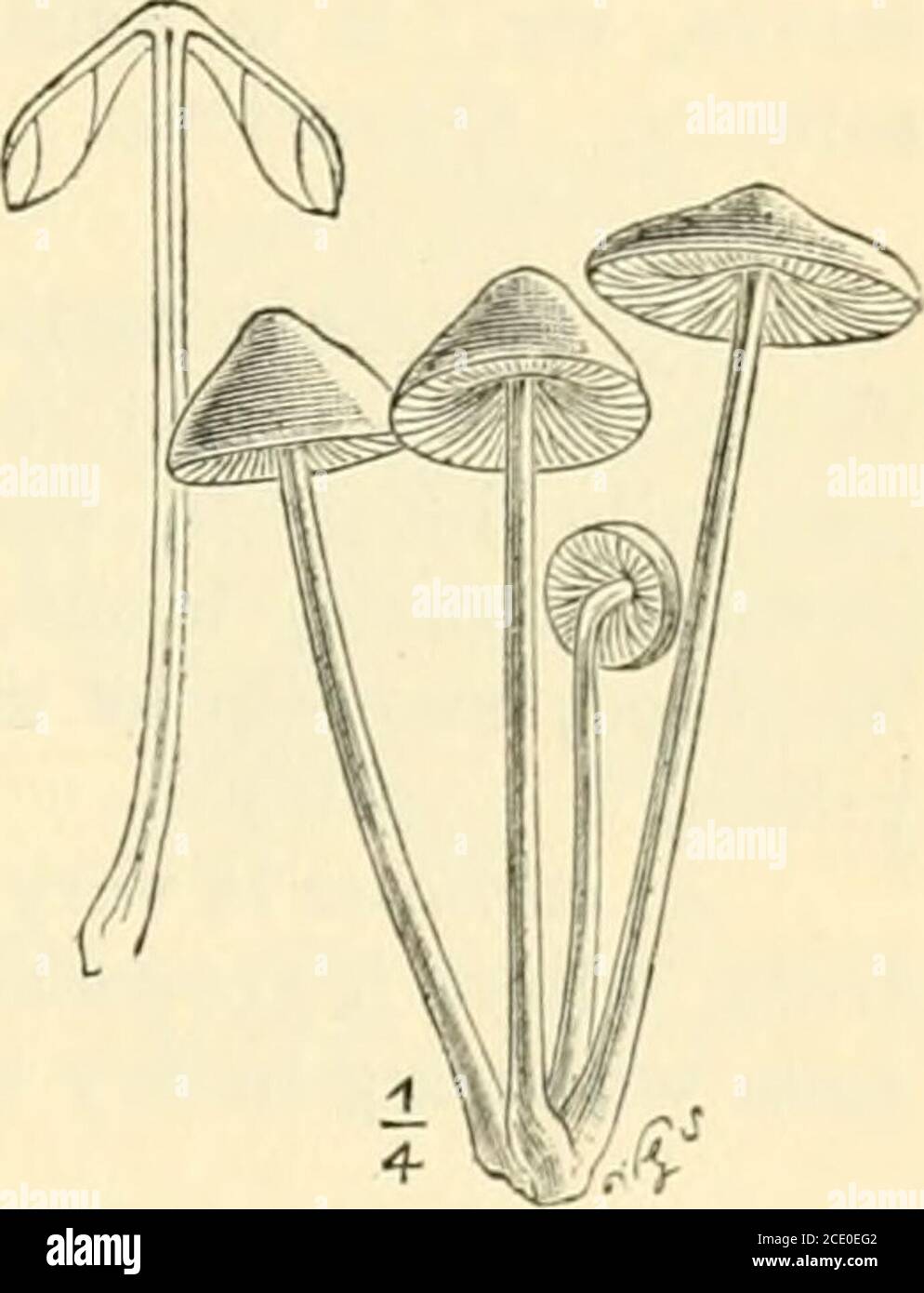 . Guide to Sowerby's models of British fungi in the Department of Botany, British Museum (Natural History) . cies arehighly fragile and fugitive, others are firmer Fig. n.—Type form of Mj-cena.and more persistent. They all grow in fdnT^;iLSat3s1ze.fautumn and early winter. 32. Agaricus purus Pers.—Pileus campanulate, then expanded,at length plane, umbonate, striate at margin, rose-coloured, varying topurple, lilac, violet, bluish-grey, white, or yellowish, highly brittleand semi-transparent; gills adnate, broad, ventricose, connected bya network of veins, pallid or whitish ; stalk hollow, some Stock Photo