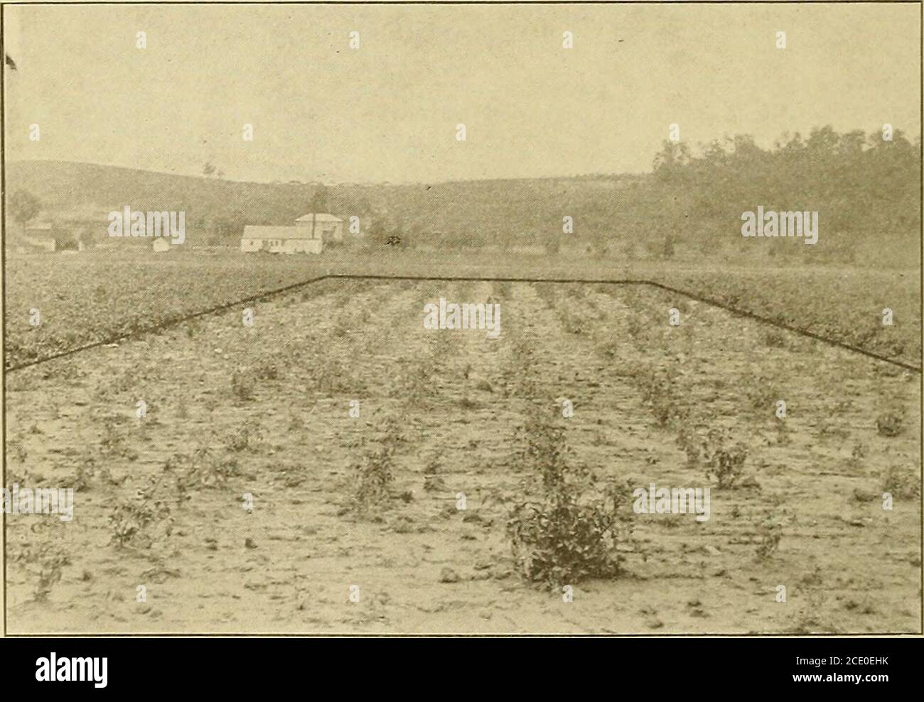 . Fertilizer experiments with tomatoes . 1910 Tests with Messrs. Atkinson and Rockwell. Field No. 1. Mr. Atkinsons Field Mr. Rockwells Field No. 1. No. 1. ea C 05 oa 03 .Son oa Q. O a o 1CL alue Pf IncreDeductif Fert . .ao a -z -L- — o *- a Z— . o j, o o 03 rf E 3 fe 3 ?- 3 - o a &gt; a aH o & c a &gt; » oC o &gt; Ss Z &gt;0- &gt;o z&lt;Q- &gt;o Z&lt;&lt;o £L 5 1260 $3.56 $33.50 850 $1.35 $11.40 $22.45 6 405 52o 7 1282.5 3.65 28.30 855 1.37 5.50 16.90 8 1320 3.81 31.20 980 1.89 12.00 21.60 9 1687 5.34 47.30 790 1.10 4.90 26.10 10 870 1.93 10.50 590 .27 * 8.53 .98 11 1890 6.18 50.90 1310 3.27 2 Stock Photo