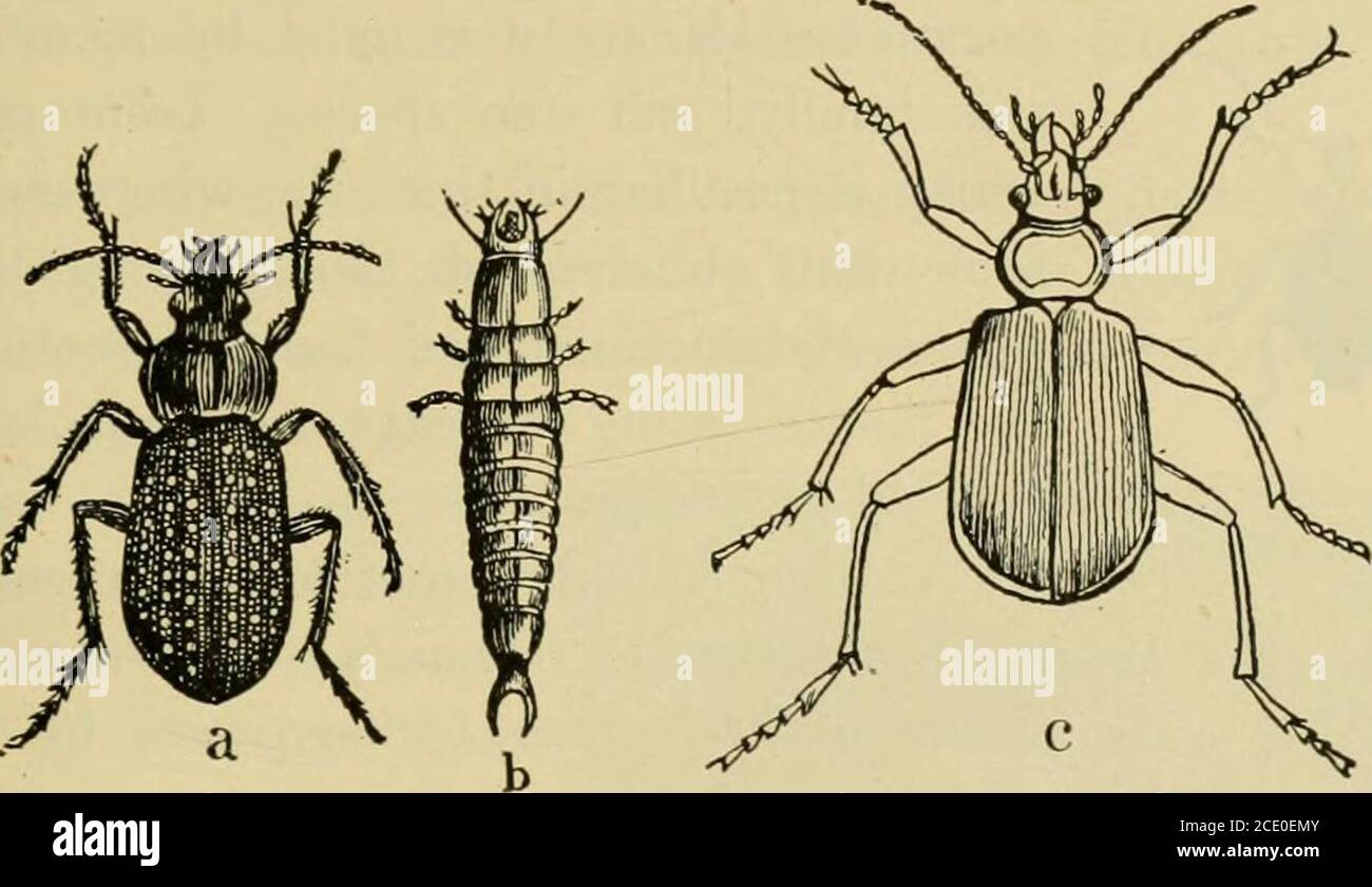 Insect Pests Of Farm Garden And Orchard Are Rarely Seenat Large During The Day As They Are Almost Exclusively Nocturnalinsects And From Their Habit Of Remaining Almost Entirely In Oron Insect Pests Of Farm Garden And Orchard Are Rarely Seenat Large During The Day As They Are Almost Exclusively Nocturnalinsects And From Their Habit Of Remaining Almost Entirely In Oron