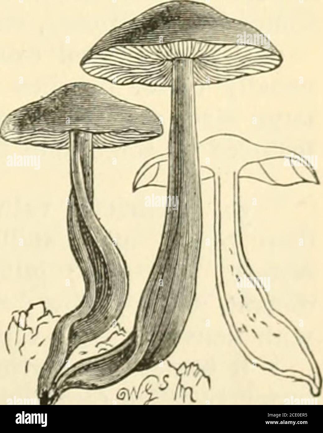 . Guide to Sowerby's models of British fungi in the Department of Botany, British Museum (Natural History) . °-involute; the stem is hollow, with a distinct. -Type form of Colly-Agaricus fusipes Bull,(One-quarter natural size.) cartilaginous bark; the gills are free or obtusely adnexed. 27. Agaricus radicatus Relh.—Pileus brown, flattened, more orless umbonate, often irregular, glutinous, wrinkled, and seldom more 18 GUIDE TO THE MODELS OF FUNGI. than 2| in. in diameter; gills adnato-sinuate, broad, thick, distant,shining white; the stalk is six inches or more long, pale brown,straight, rigid, Stock Photo