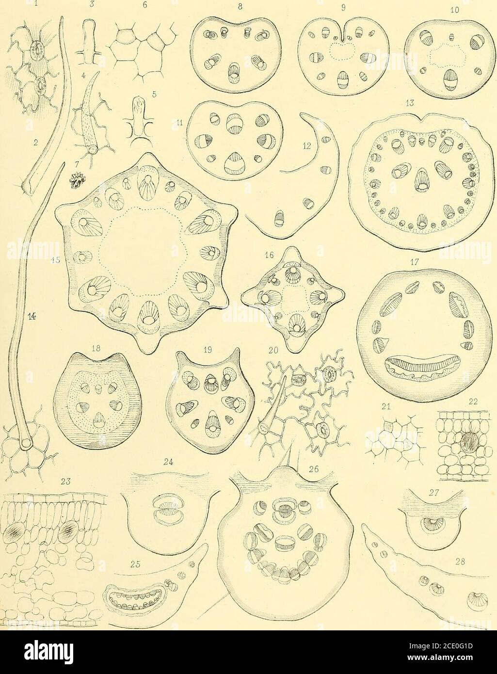 . Nouvelles archives du Muséum d'histoire naturelle . ng(Archipel indien).Ophiocephalus melanosoma, Blkr. — Siam (Nias, Bornéo, Bankai.Ophiocephalus Stevensi, Blkr. — Siam (Bornéo».Ophioeephalus vagus, Ptrs. — Bang-kok (Sumatra, Bornéo, Luçon). MASTACEMBELID.E (3). * Mastacemhelus argus, Gthr. — Saïgon, Siam.Mastacemhelus erythrotœnius, Blkr. — Siam (Bornéo).Mastacemhelus armât us, Lac. — Siam (Ceylan, Bengale, Népal).Rhyncohdella aculeata, Bl. — Mé-Kong, Siam (Inde, Malacca, Bornéo, Céram). NANDID/E. Catopra iasciata, Blkr. — Saïgon (Banka, Sumatra, Bornéo). (1) Ce poisson, dont la chair esl Stock Photo