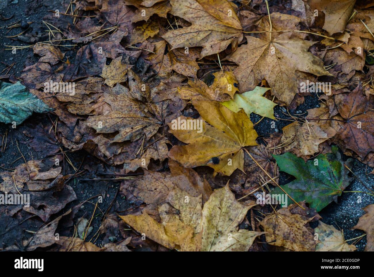 Withered maple leaves hi-res stock photography and images - Alamy