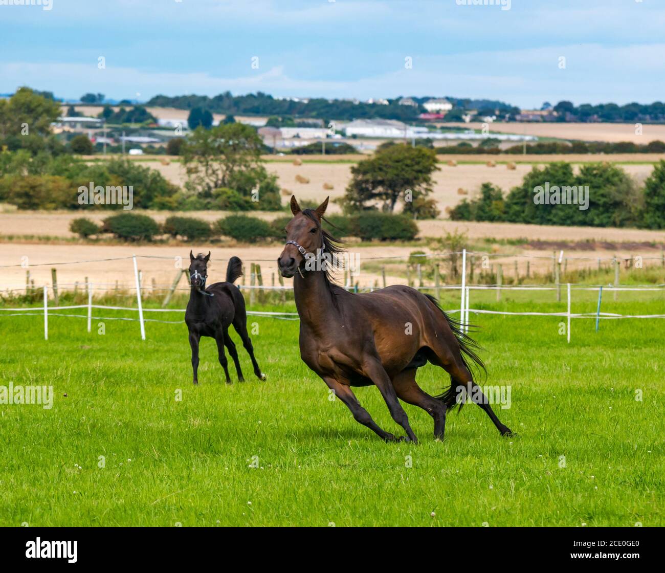 East Lothian, Scotland, United Kingdom, 30th August 2020. UK Weather:  A foal and a mare in a paddock are spooked. The foal is about 3 months old Stock Photo