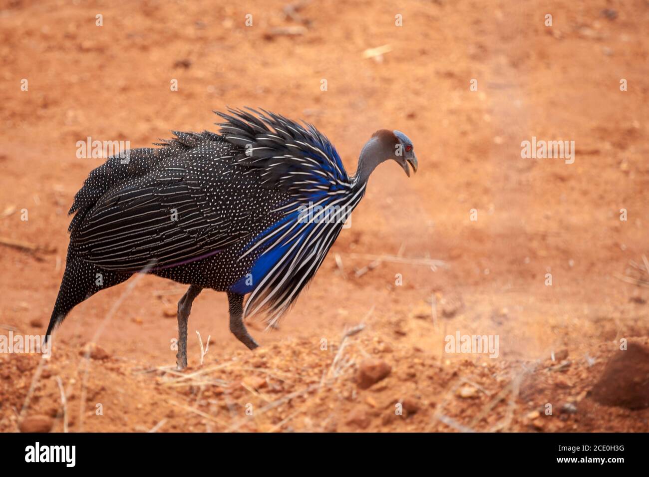 Bird in the savannah of Kenya, red soil Stock Photo