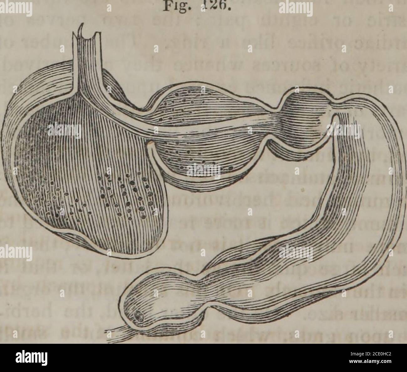 Human Physiology Volume 1 Stomach Of The Ox A A The Paunch B The Reticulum C Theomasum D J He Abomasum E The Pylorus F Duodenum G Esophagus 126 Stock Photo Alamy