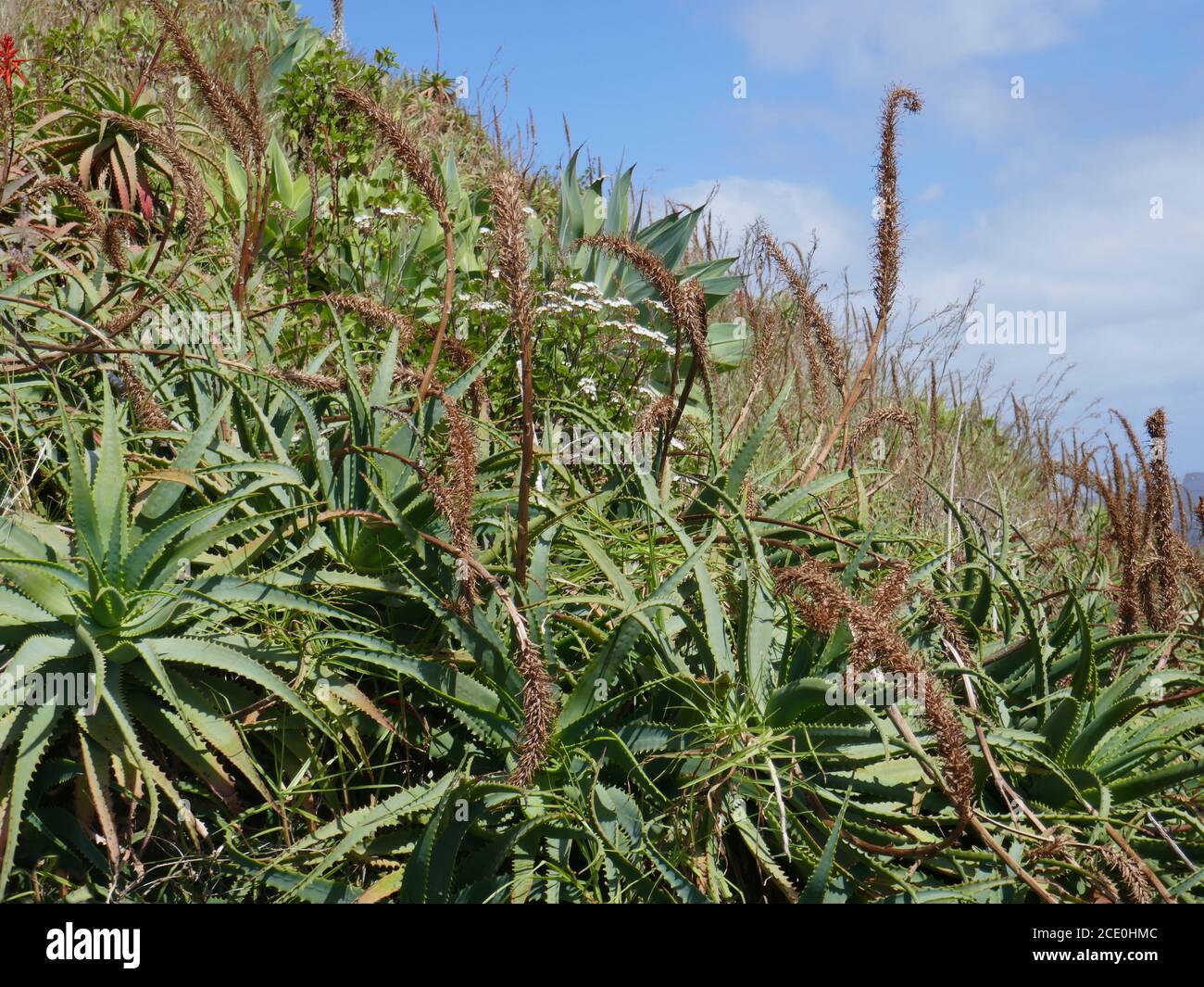 Madeira aloe hi-res stock photography and images - Alamy