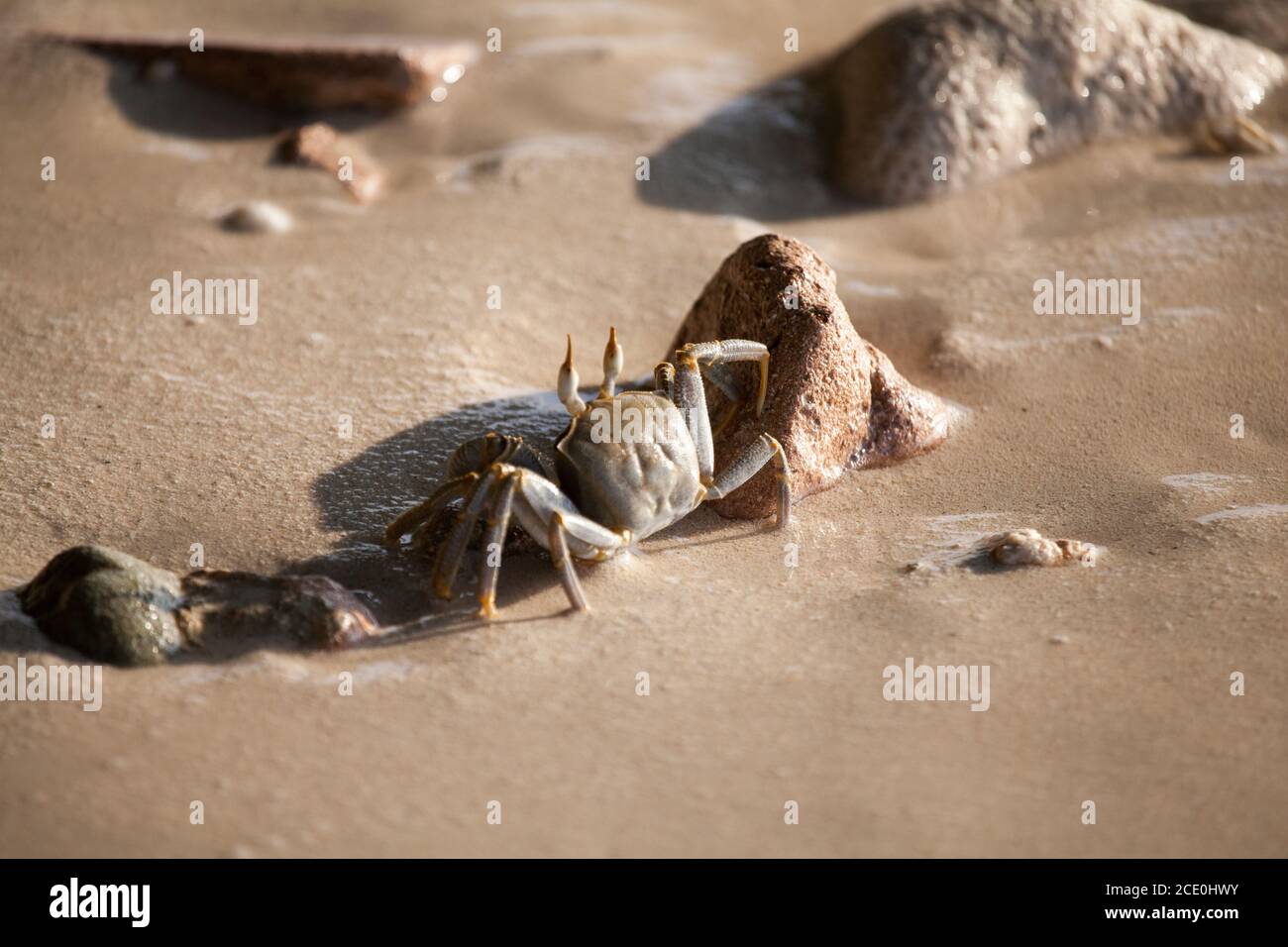 Crab is running on the beach, wet sand Stock Photo