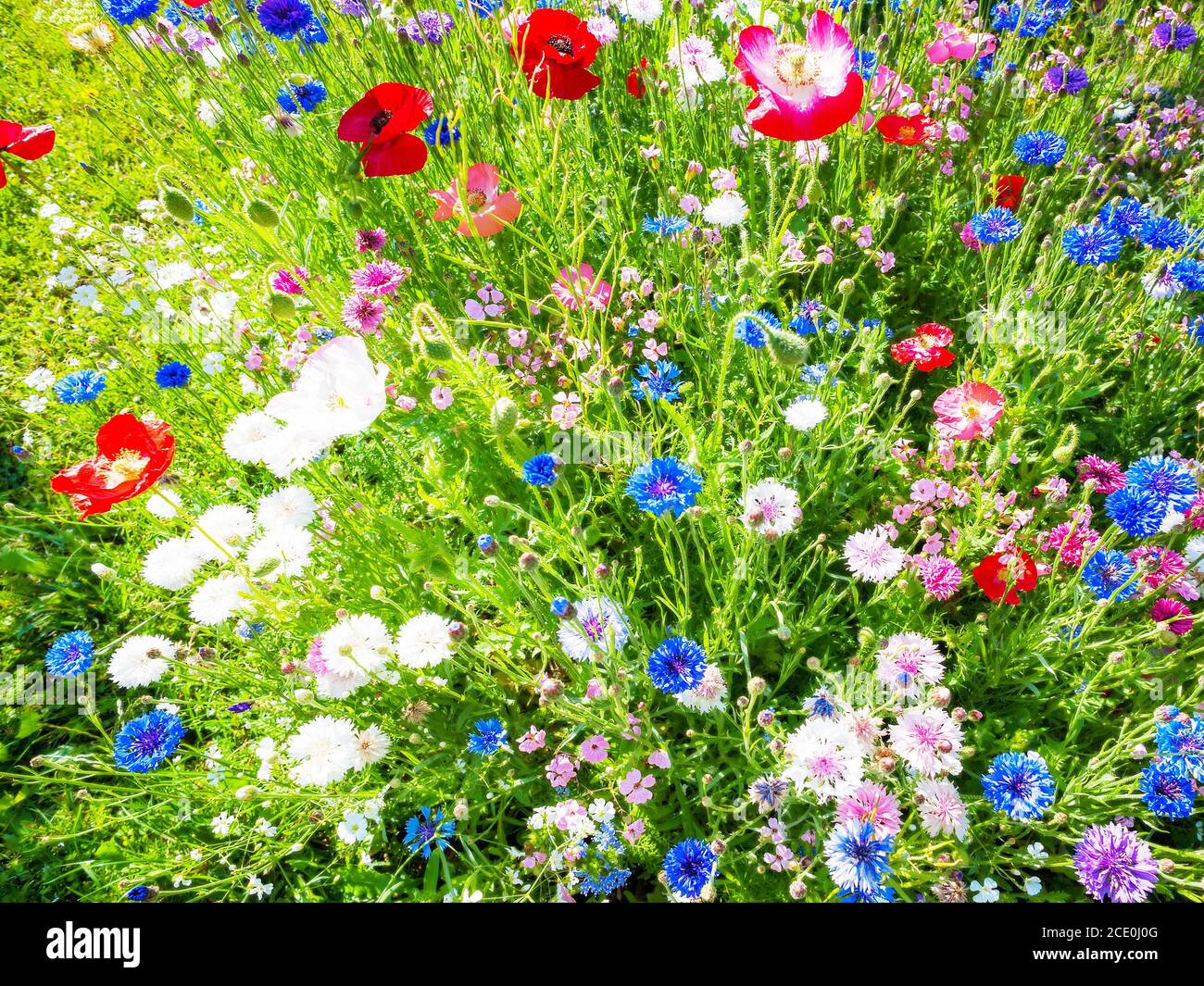 wildflower meadow in summer Stock Photo