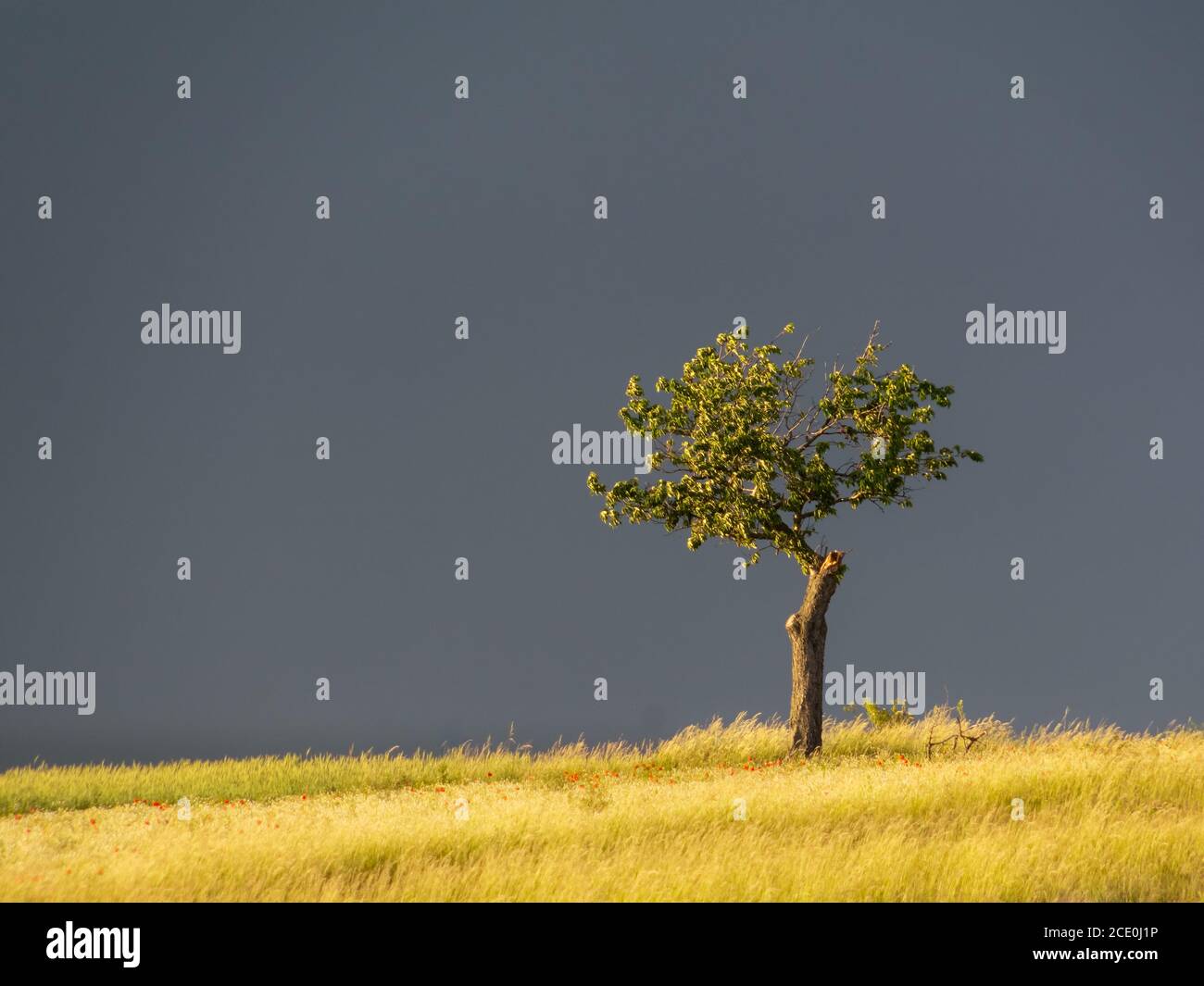 lonesome tree in stormy weather Stock Photo