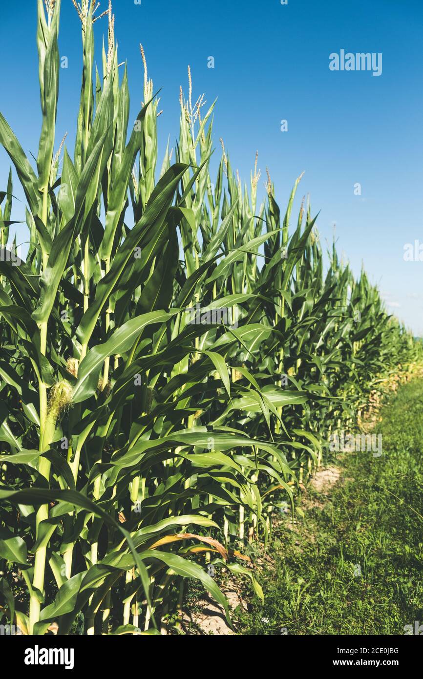 Fully grown corn plants on the field Stock Photo - Alamy