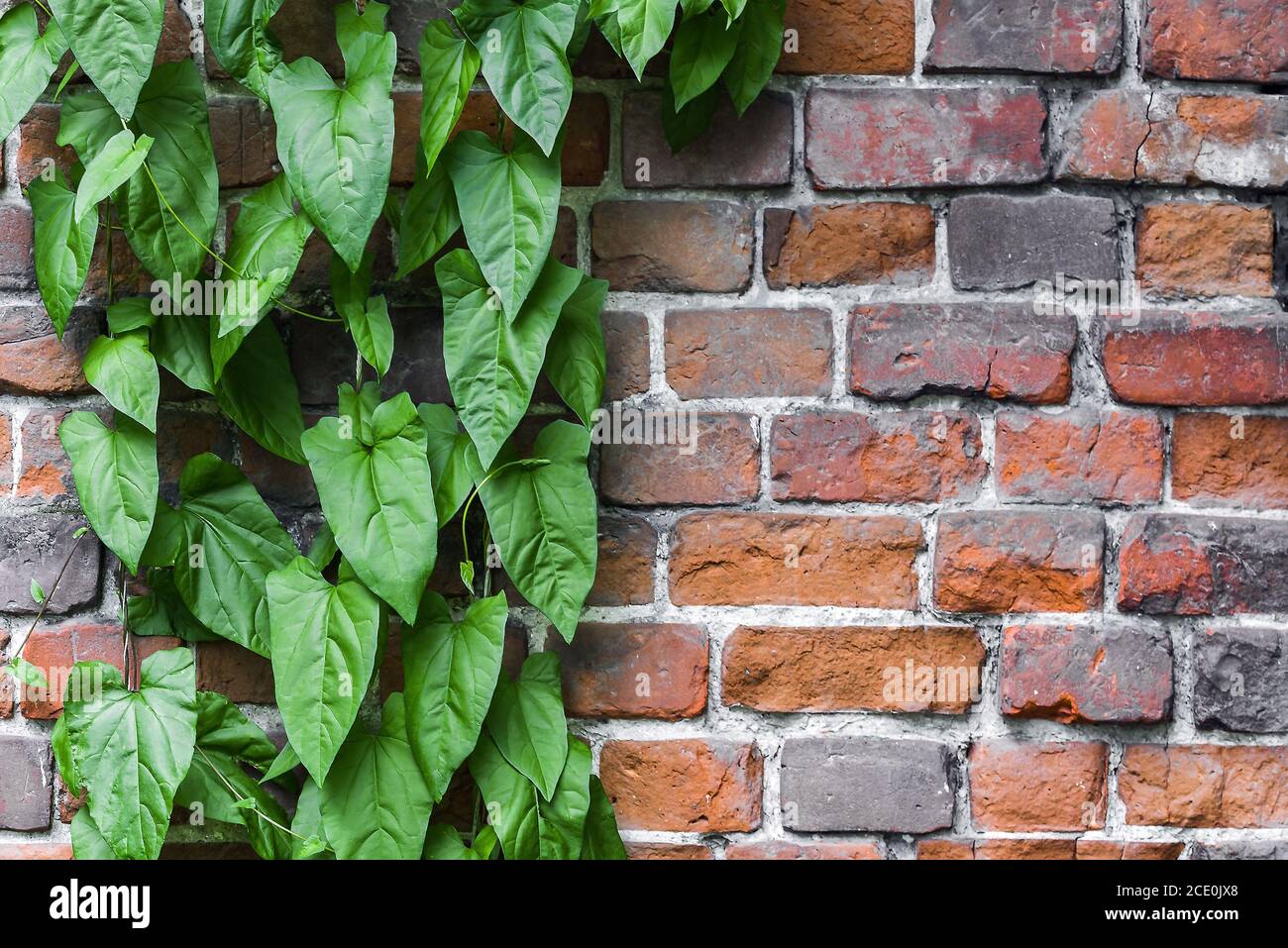 Climbing plant concrete wall hires stock photography and images Alamy