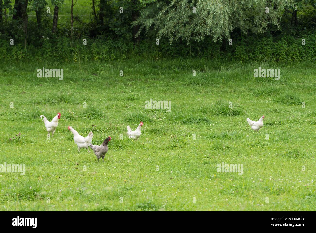 free-range chickens and rooster in a meadow - animal welfare Stock Photo