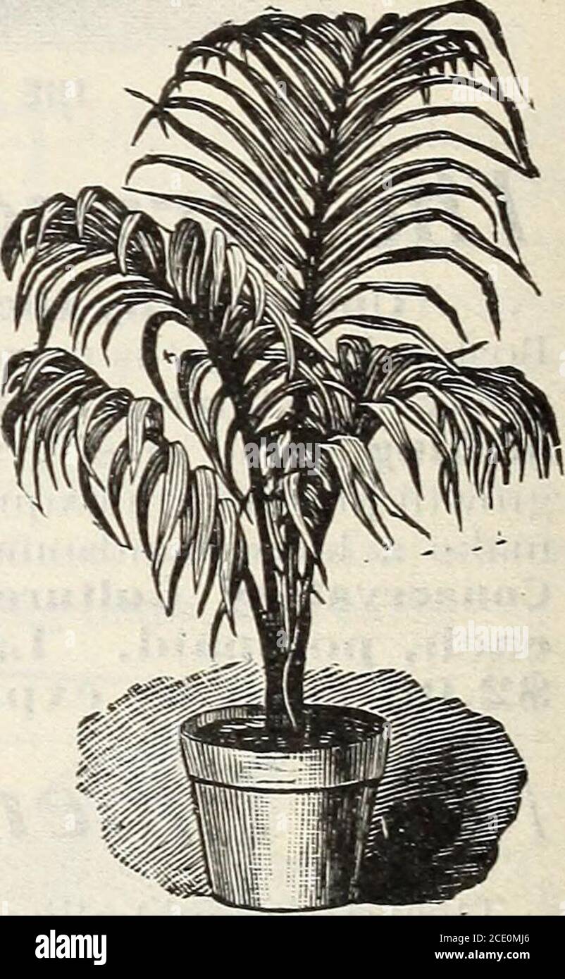 . New floral guide : autumn 1903 . COCOS WEDDELLIANA. (Areca Lutescens^ One of the grandest and most beautiful palms for house culture now known.The foliage is rich glossy green, with bright yellow stems, full of grace andbeauty; hardy and easily grown; it grows more beautiful as it grows older and larger. The palms require no special treat-ment; will all thrive in parlor or living room.Good strong plants, 6 to 8 inches high,25 cts. each; 10 to 12 inches, 35 cts. each,postpaid. Larger plants, 50 cts., express. The Umbrella Plant somewhat resemblesa palm in general style and habit of growth;gro Stock Photo