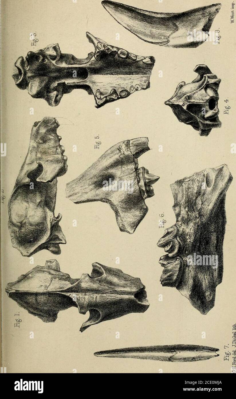 . Palaeontological memoirs and notes of H. Falconer, with a biographical sketch of the author . d in an unpublished Plateof the Fauna Antiqua Sivalensis. (See page 550, and vol. ii.p. 45G.) Fig. 6- Fragment of lower jaw with three premolars of DrepanodonSivalensis, three-fourths of the natural size The specimen isin the British Museum (No. 10,557), and is copied from adrawing by Mr. Ford in an unpublished Plate of the F. A. S.(See page 550.) Figs. 7 and 8. Kepresent two views of a canine of the English Dre-panodon {Machairodus) latidens. They have been reproducedfrom figs. 3 and 2 of Plate F o Stock Photo