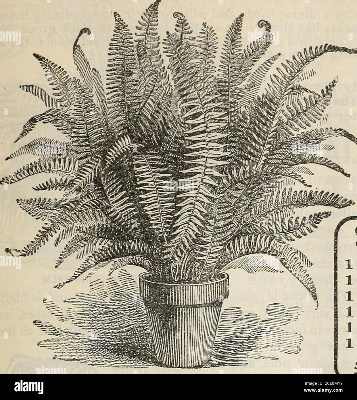. New floral guide : autumn 1903 . BLACK CALLA (ARUM SANCTUM) New Floral Guide—Autumn, 1903. 33 THE BOSTON FERN ^phrqempis. EX ALT ATA This is one of the finest and best Ferns forgrowing in pots, vases and baskets ; will dowell planted in a shady border during Sum-mer, and when lifted and taken indoors,makes a splendid window and house plantduring Winter. The beautiful fronds growtwo to three feet long, and arch over in amost graceful manner. Very popularwherever known. Price, good strongf^« plants, 15, 20 and 25 cts. each,$1,50, $2.00 and $2.50 per doz.,postpaid; larger size, 40, 50, 75 cts, Stock Photo