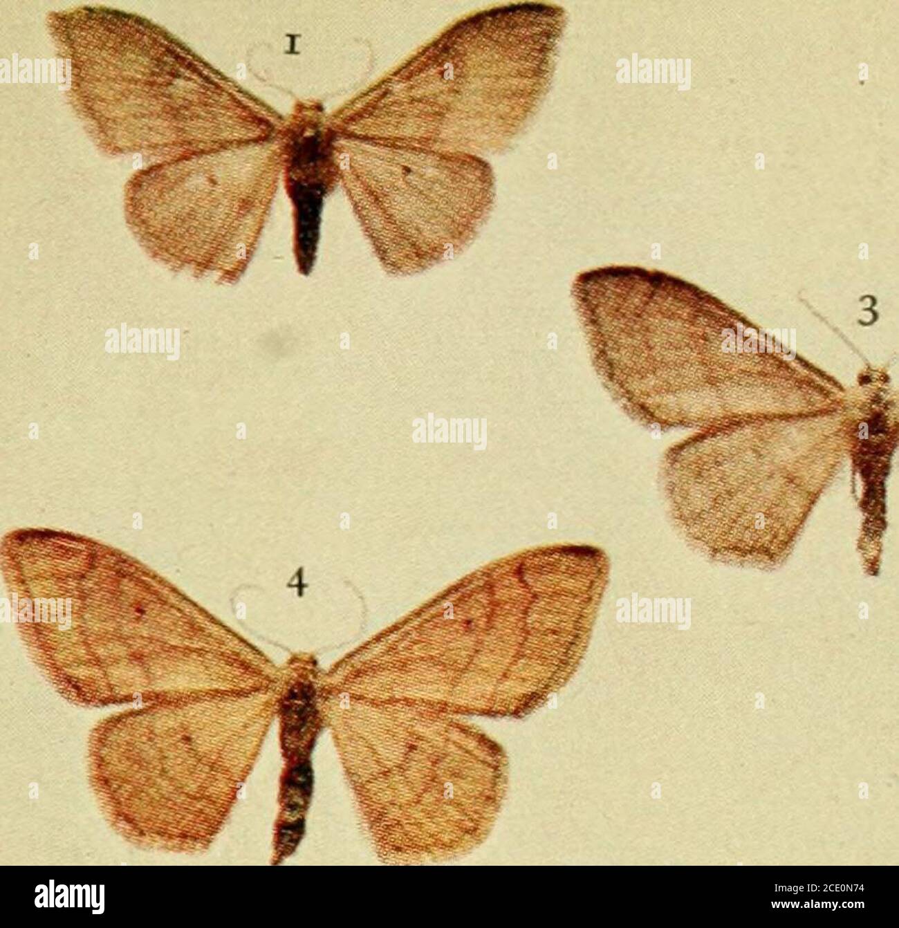 . The moths of the British Isles . edhead; the general colour is reddish-ochreous, darker on theback of the middle rings, along which are three interruptedpale greyish ochreous lines, and dark V-shaped marks. Thenatural food plant is not known, but it may be reared from the^%% on bramble, travellers joy {Clematis), and, of course, knot-grass and dandelion, both of these plants being generallyacceptable to larvae of the Acidahina?, as well as to those ofmany other species of Geometridce. The moth is out in June and July in the open, but hasbeen bred as early as June 2. Some of the caterpillars Stock Photo