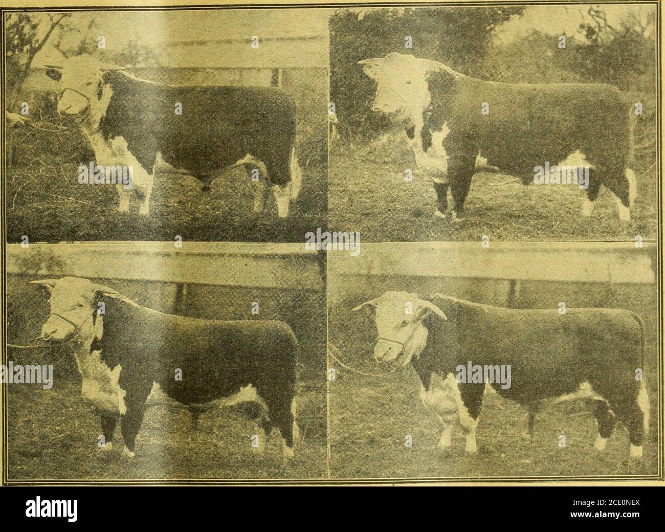 Farmer and stockbreeder . -mously adopted. The report again urges onmembers the importance of keeping milk records,and points out that their value is increased whenrecords are also kept of the weights Farmer and stockbreeder . -mously adopted. The report again urges onmembers the importance of keeping milk records,and points out that their value is increased whenrecords are also kept of the weights