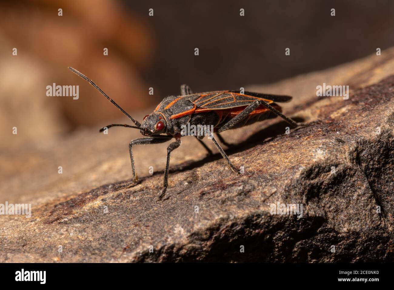 Boxelder bug hi-res stock photography and images - Alamy