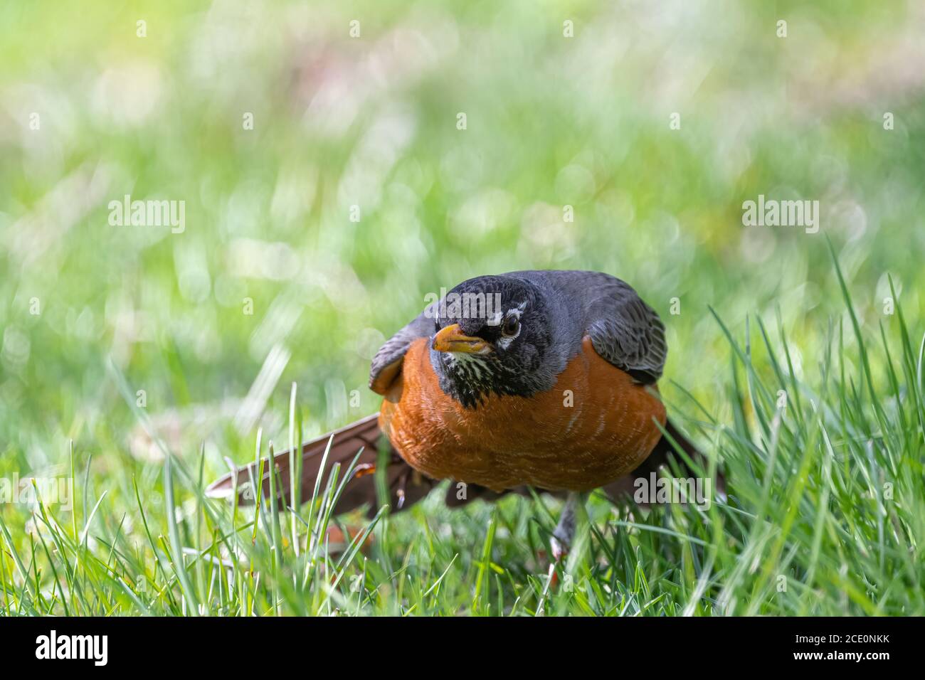 Male american robin hi res stock photography and images alamy
