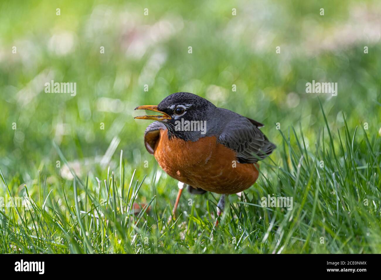 Male American Robin