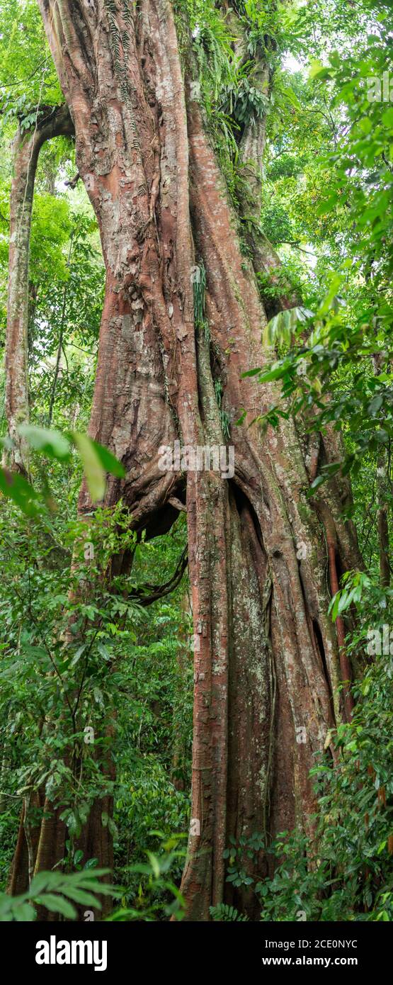 Large weeping fig in the Gurung Leuser National Park on the island of Sumatra in Indonesia Stock Photo