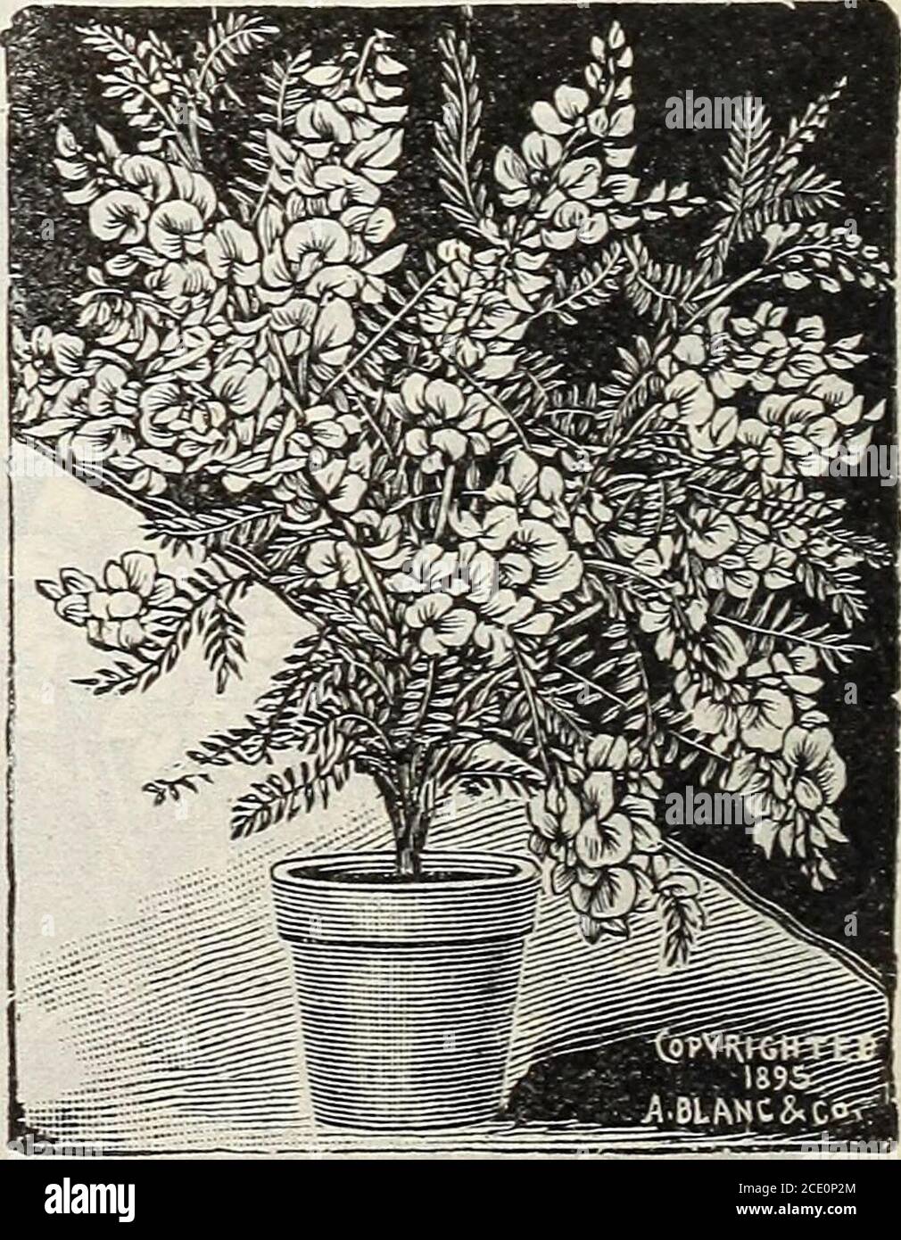 . New floral guide : autumn 1903 . condition.As easy to grow as a geranium ; will thrive and bloom with only themost ordinary care. When making up your order for house plants donot forget to include the beautiful Swan Flowers. We offer twosplendid varieties. Swainsonia Alba-Large snowy white blossoms, in long pendant clusters; very beautiful and fine for cutting. 15 cts. each, postpaid.Swainsonia Eosea—Same as Alba except in color, which is bright rich rosy red. Very handsome. 15 cts. each. The two beautiful Swan Flowers, 25 Cts., postpaid. Grevillea Robusta-^e-^ei^fJeSsf tive plant for house Stock Photo