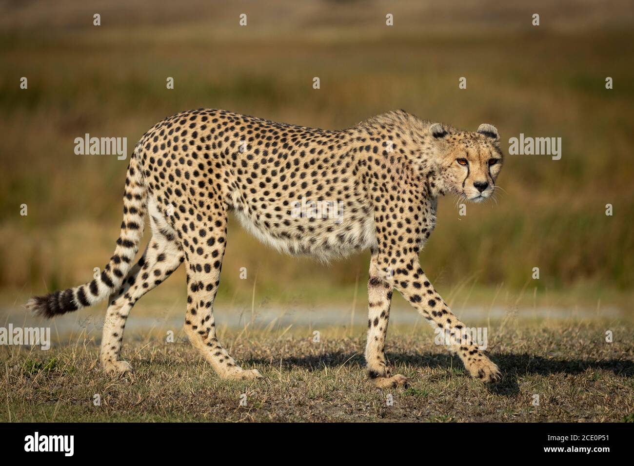 Full body side view of an adult cheetah with long whiskers and orange eyes walking in Ndutu Tanzania Stock Photo