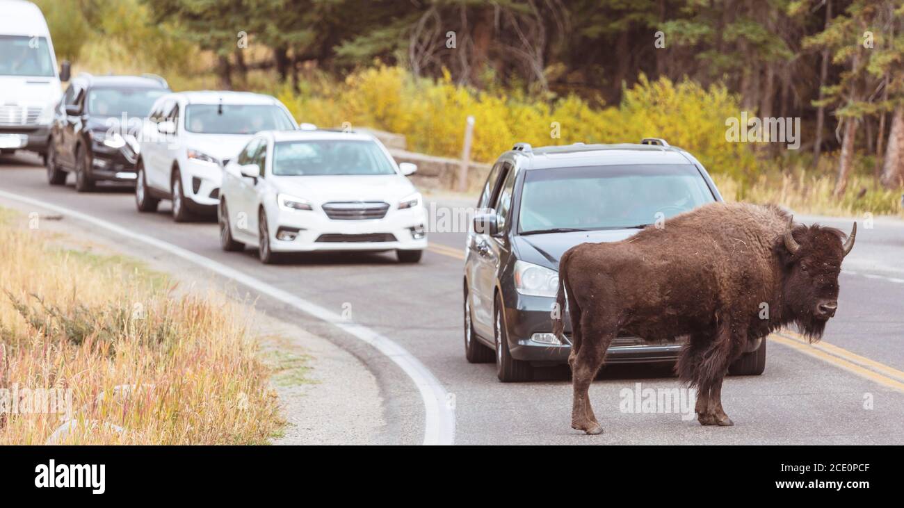 Buffalo Stock Photo