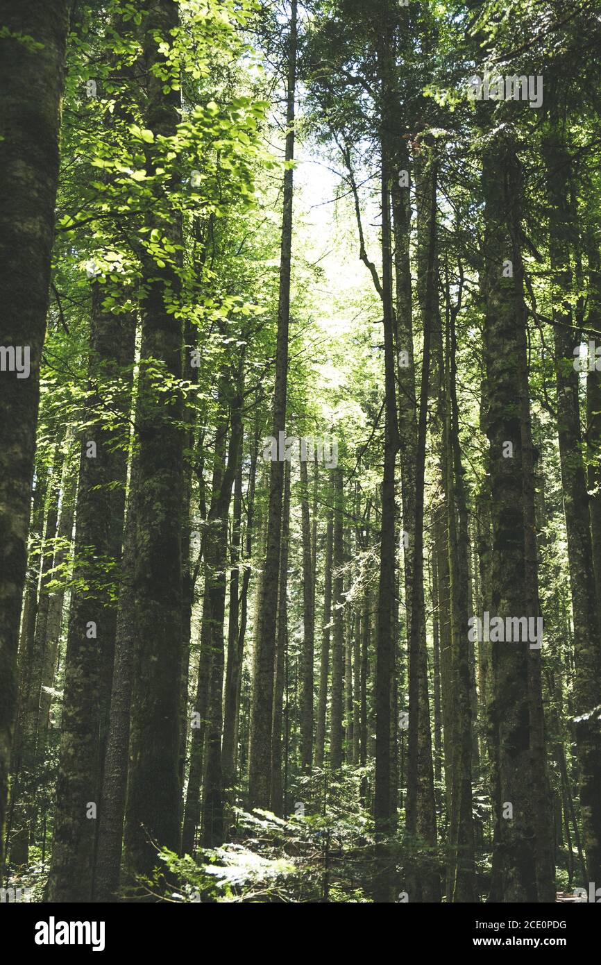 Huge fir trees High Resolution Stock Photography and Images - Alamy
