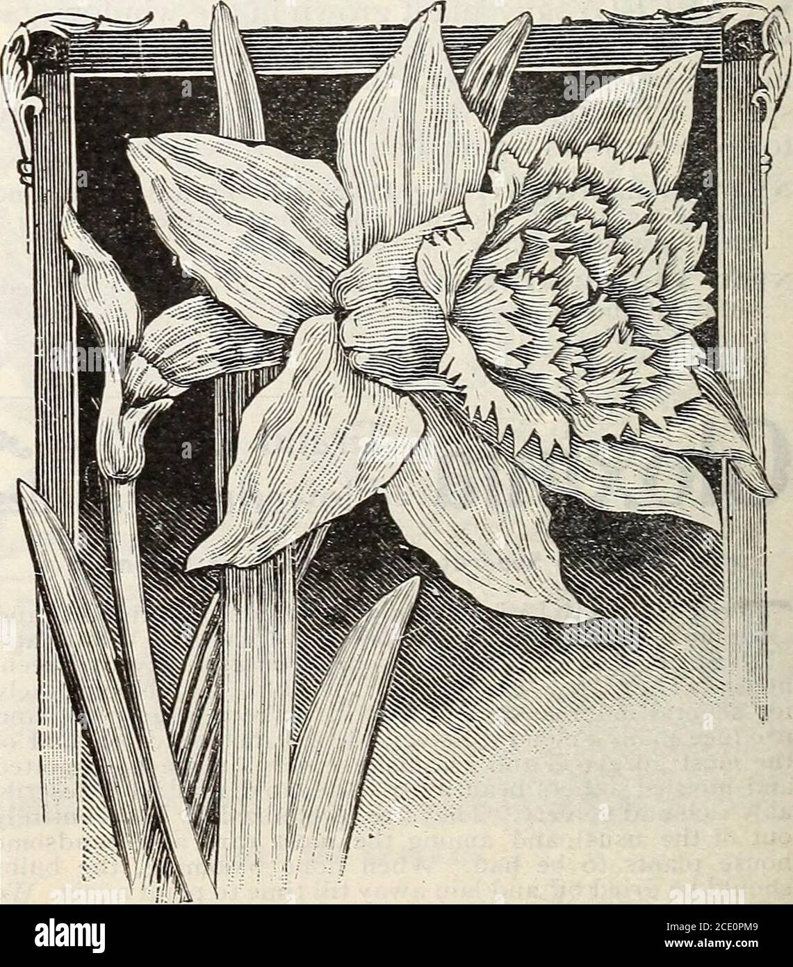 . New floral guide : autumn 1903 . cts. Double Narcissus or Improved Daffodils ALBA PLENA ODORATA- The Double White Poets Nar-cissus, or Gardenia-Flowered Daffodils. Double snow-whitegardenia-like flowers, delightfully sweet-scented. 3 cts. each.,25 cts. per doz., $1.50 per 100, postpaid. INCOSLPARABLE-Fl. PI. Large handsome flowers, as doubleas roses, bright canary yellow, with rich orange centre. 3 cts.each, 25 cts. per doz., $1.35 per 100, postpaid. SULPHUR OR SILVER PBXENIX-Creamy white with palesulphur centre. Considered the finest of the double sorts. 8 cts.each, 3 for 20 cts., 75 cts. p Stock Photo