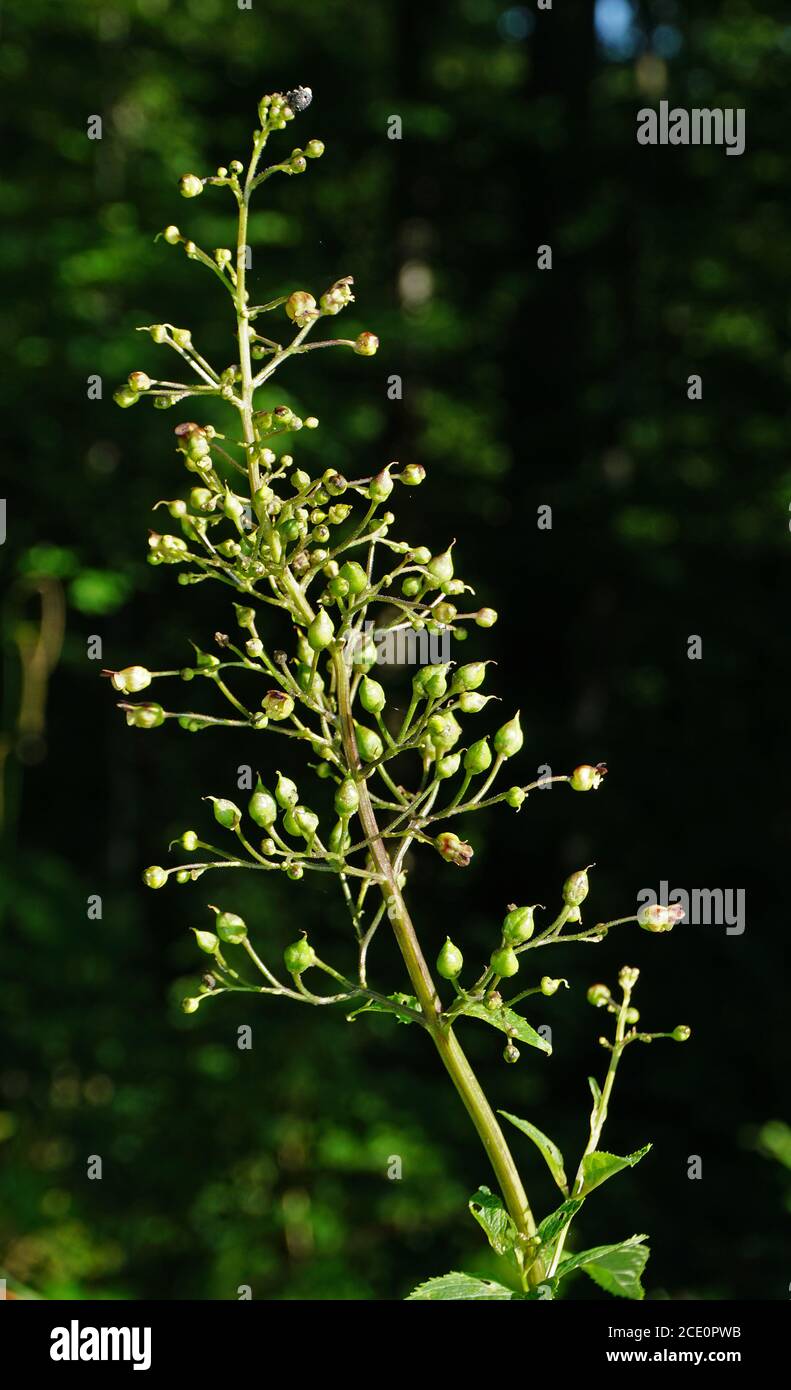 common figwort, woodland figwort, Scrophularia nodosa Stock Photo