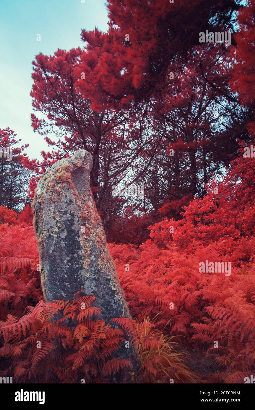 Menhir Rocks Long Rock Menhir, Ancient Standing Stone, St Mary's, Isles of Scilly UK ...