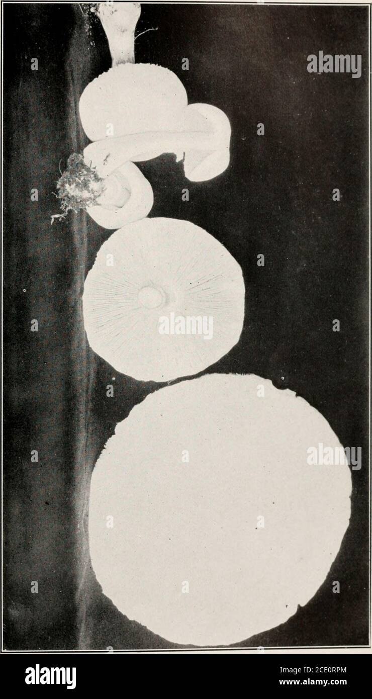 . A preliminary report on the Hymeniales of Connecticut . Plate II. Amanitopsis vaginata. (Natural size.)Cap thin, brown or nearly white, umbonate incenter ; margins deeply striate ; stem 4 to 5 incheshigh, thicker at base ; volva distinct. a-, s w o ^ f5 O S 2. o a cr ^ ^. Stock Photo