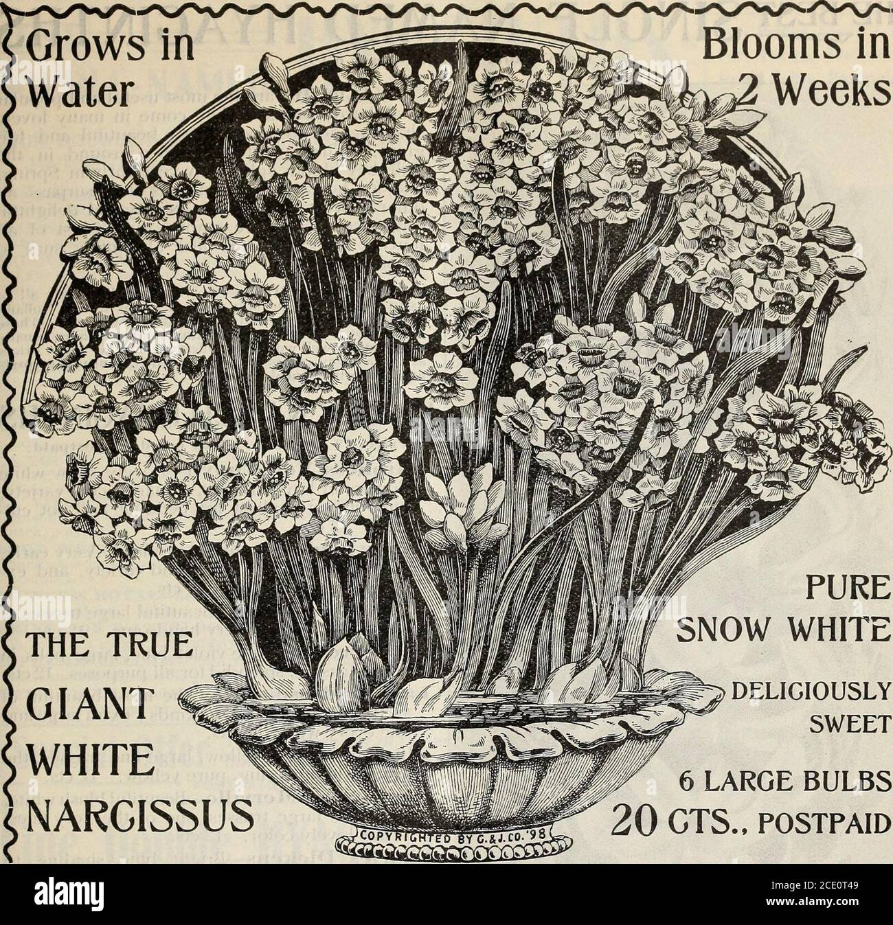 . New floral guide : autumn 1903 . OXALIS-GRAND DUCHESS NERINE SARNIENSIS (Guernsey Lily) A beautiful variety of Amaryllis flowering freely through the Winter months. Large lily-like flowers, brilliant crimson andlooking as if sprinkled with gold dust. A good bloomer; very handsome and desirable. 20 cts. each; 32.00 per doz., postpaid, New Floral Guide—Autumn, 1903.. PURE!0W WHITE DELICIOUSLYSWEET 6 LARGE BULBS20 GTS., POSTPAID THE TRUE GIANTWHITE* NARCISSUS Giant White Narcissus Will grow in water and produce great masses of snow-white, fragrant flowers,two weeks after planting. Splendid for Stock Photo