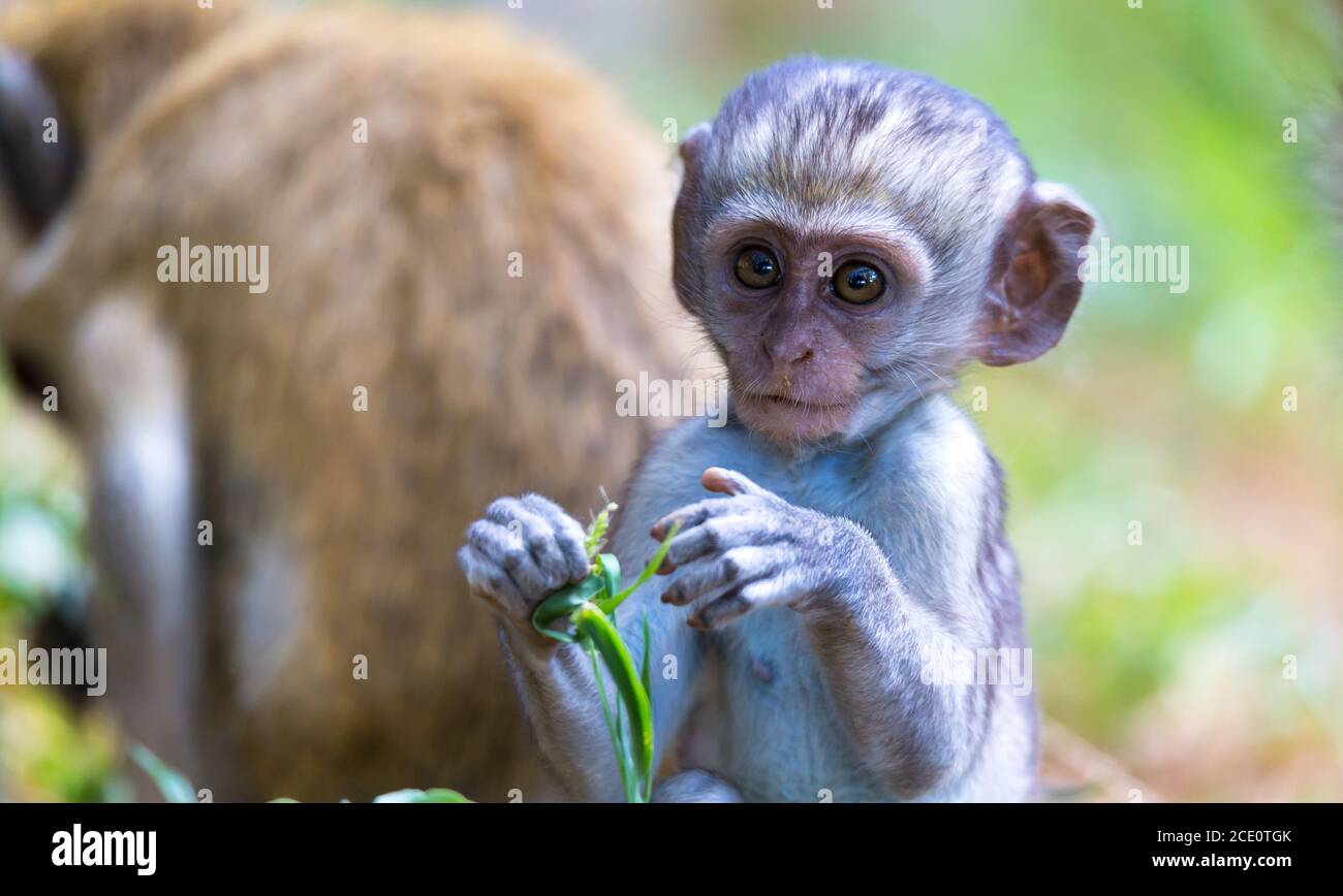 Funny Baby Monkey A Little Funny Monkey Is Playing On The Floor Or On