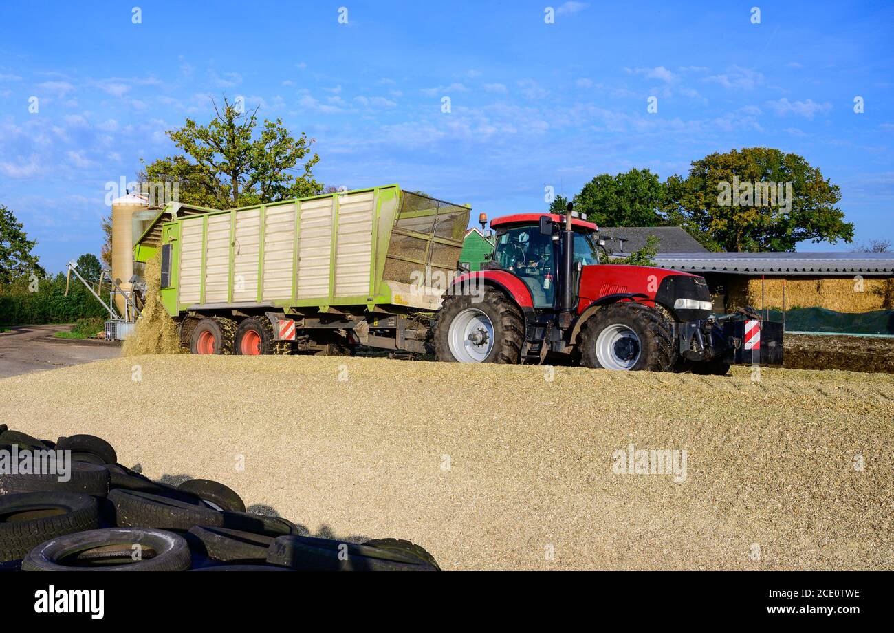 Corn harvest for the feeding of agricultural animals Stock Photo