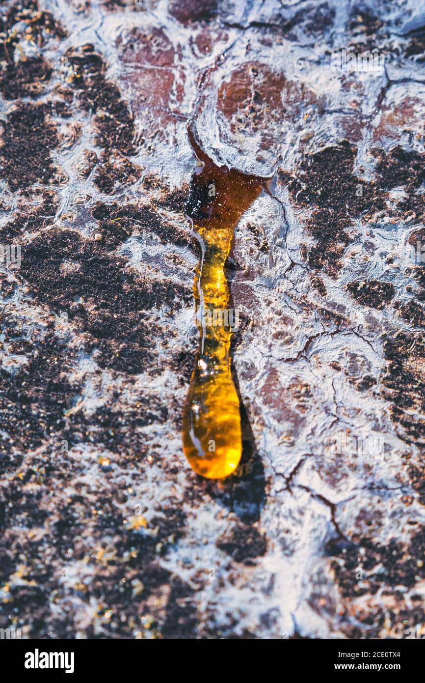 raw sap photography in high quality Stock Photo
