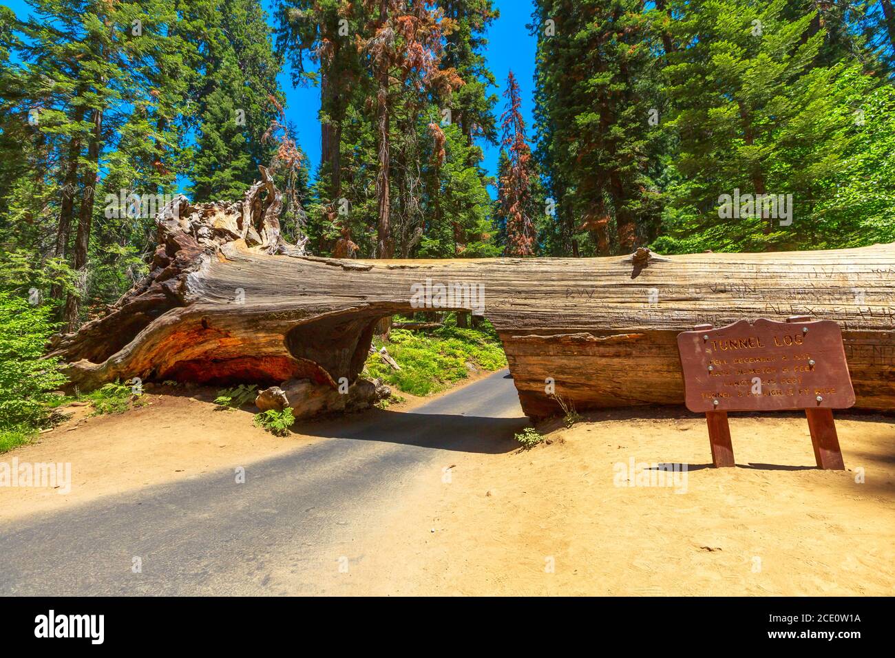 Sequoia National Park, California, United States - July 30, 2019: Sequoia National Park Tunnel log passage, in Sierra Nevada of California, United Stock Photo