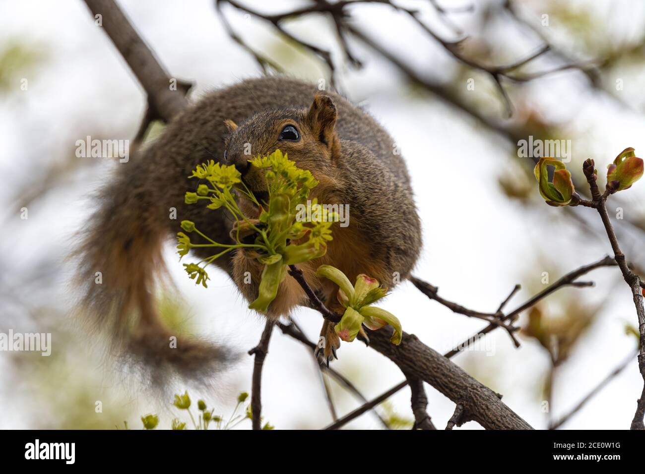 Eastern Fox Squirrel (Sciurus niger) Munching Maple Tree Flowers in Spring Stock Photo