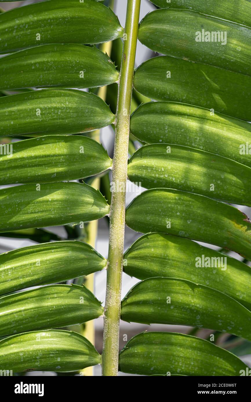 Leaf of a Cycad (Encephalartos gratus) Stock Photo
