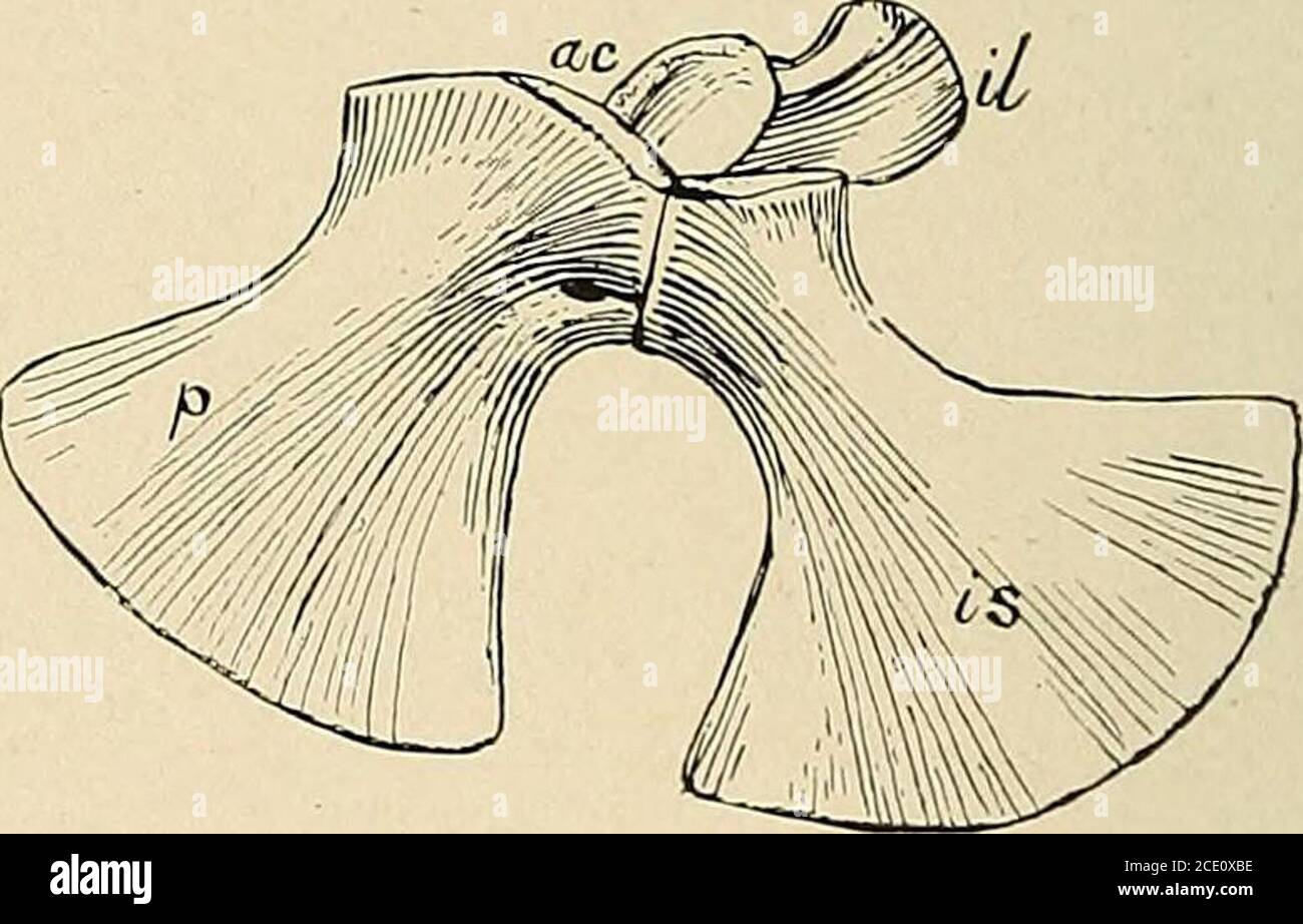 Reptile Ribs . Water reptiles of the past and present . aving abouttwenty vertebrae ...