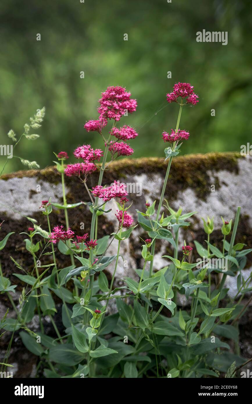 pretty wild flowers growing off a Yorkshire Dale stone wall Stock Photo ...