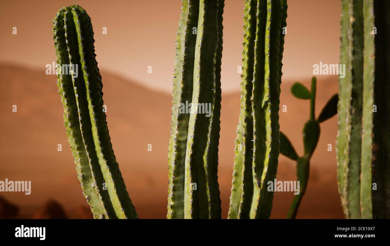 Arizona desert sunset with giant saguaro cactus Stock Photo - Alamy