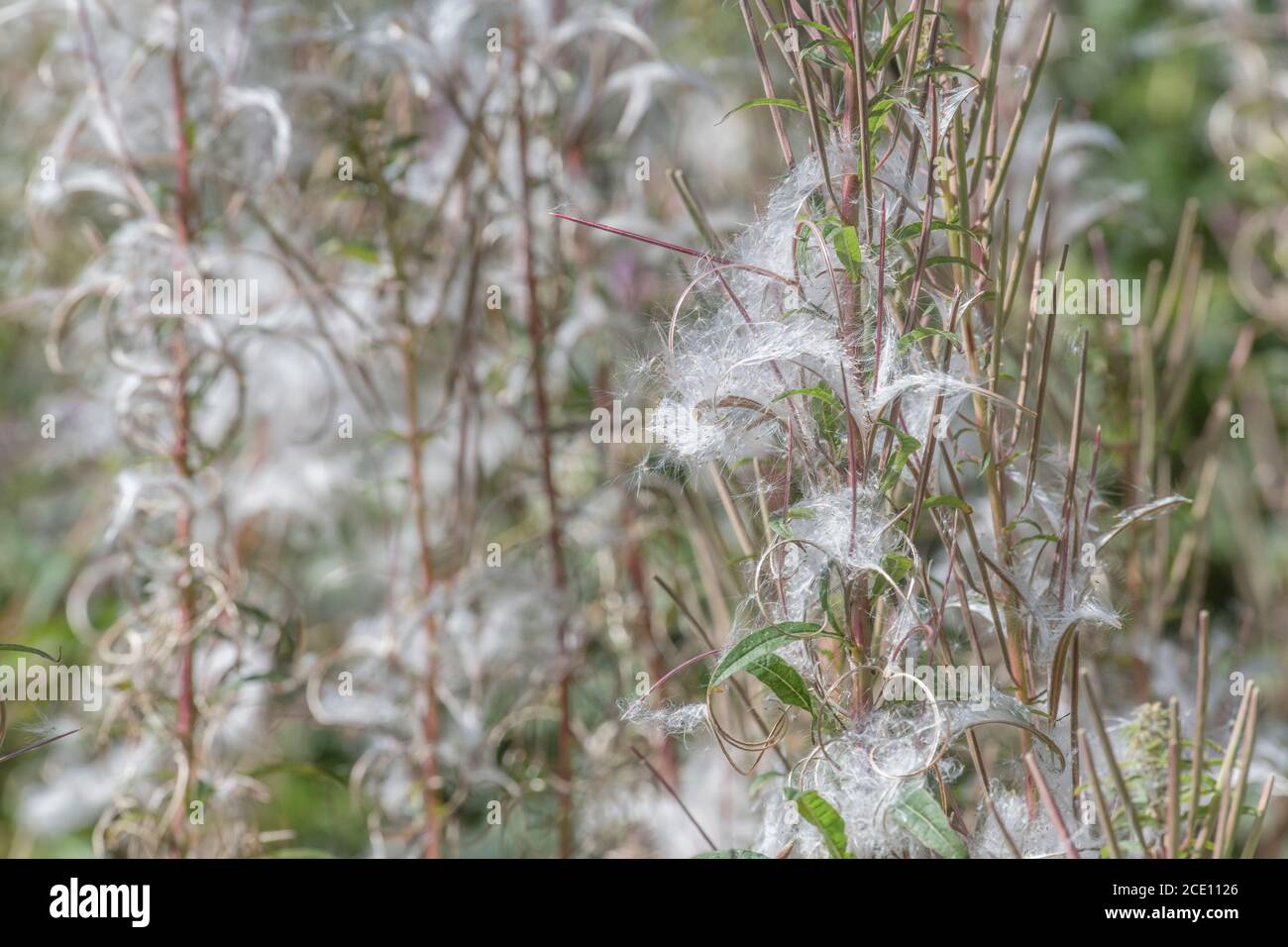 Dehiscent seed pods, seeds of Rosebay Willowherb / Epilobium angustifolium. An invasive weed in the UK, the seeds carried by the wind. Stock Photo