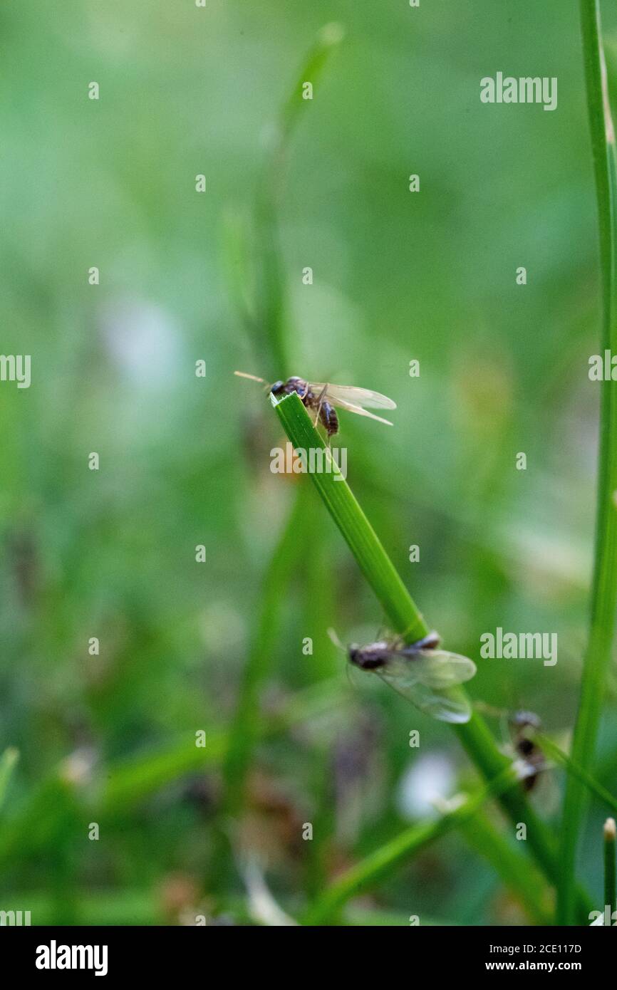 Flying Ants hatching out and flying from Green Grass stems august summertime Stock Photo
