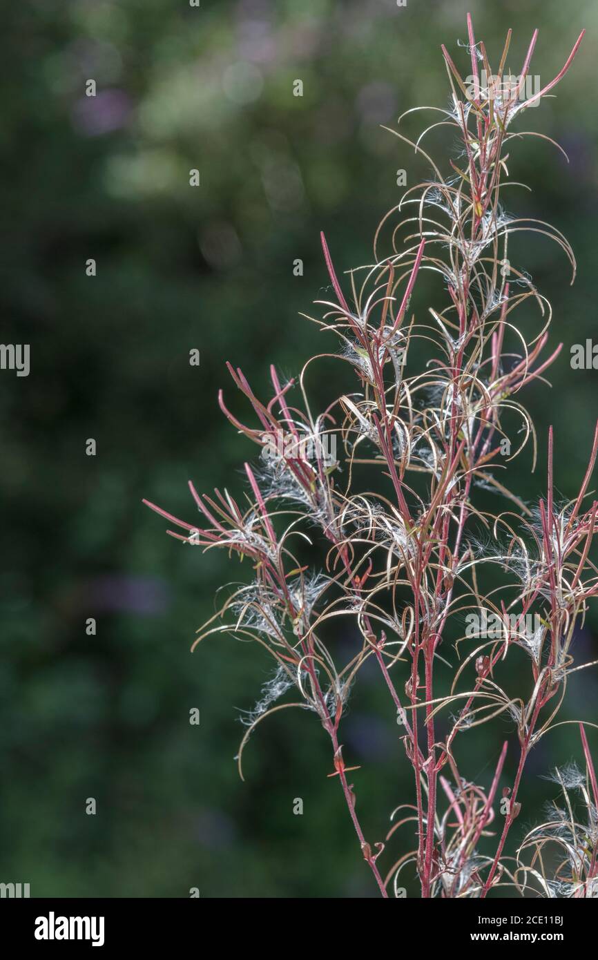 Dehiscent seed pods, seeds of a Willowherb / Epilobium sp, but not Rosebay Willowherb as plant too slender. Seeds carried by the wind. Stock Photo