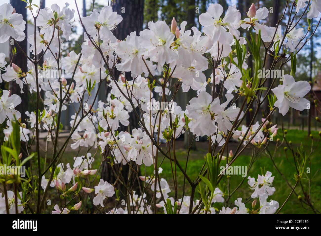 The first spring flowers of white azalea . Early spring Stock Photo - Alamy
